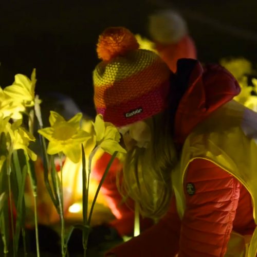 Person Planting Daffodils