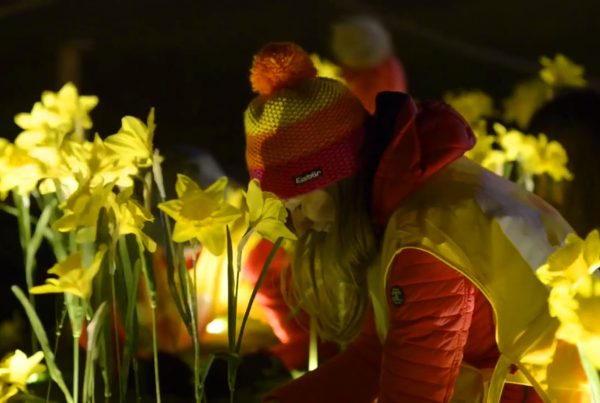 Person Planting Daffodils